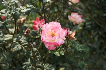 A pink and yellow flower is in the foreground of a green bush