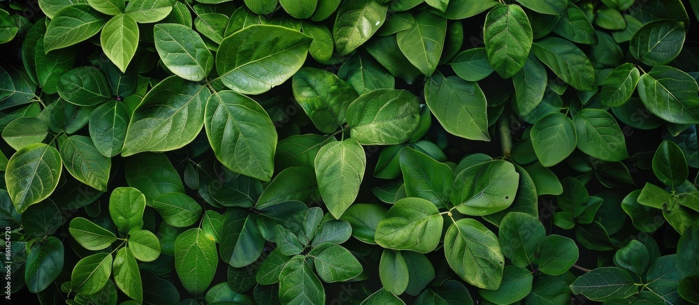 Poster scenic green leaves on a verdant backdrop in a garden setting with copy space image amongst lush gre