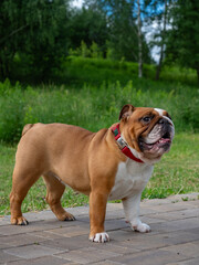 Obraz premium Funny beautiful classic Red English British Bulldog Dog out for a walk looking up sitting in the grass