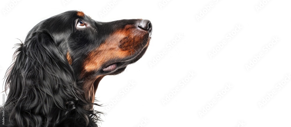 Poster gordon setter dog against a white backdrop with copy space image.