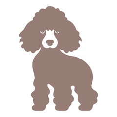 A brown poodle dog with curly fur and a friendly expression