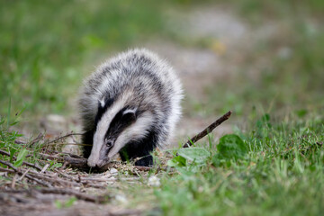European badger (Meles meles) or Eurasian badger at Isonzo river mouth nature reserve, Isola della Cona, Friuli Venezia Giulia, Italy.