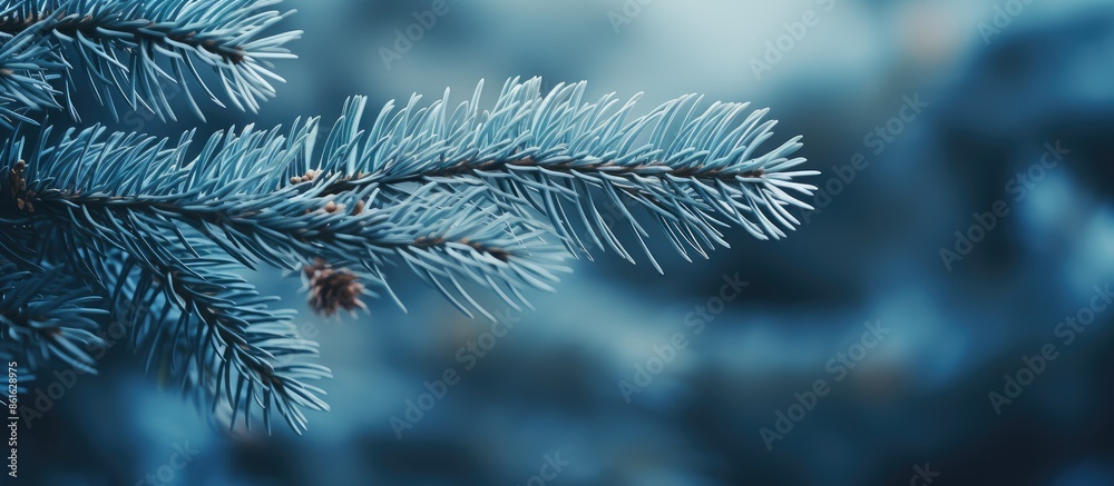 Leinwandbilder Blue spruce branches create a charming background on a light backdrop. This image features a shallow depth of field and a film-like effect with selective focus, ideal as a background for text with a