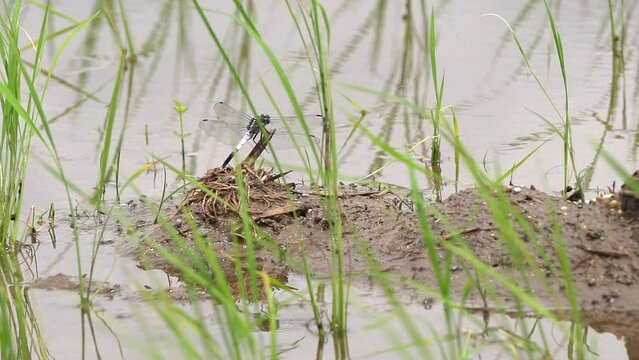 A white-tailed skimmer perched in the mud of a paddy field. 1/4 slow-speed live-action video.