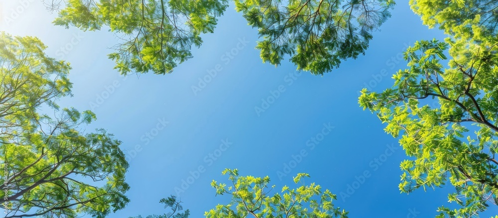 Poster sunlight shines on green tree tops against a clear blue sky in a view from below, ideal for copy spa