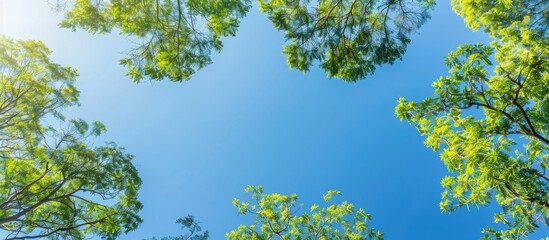 Sunlight shines on green tree tops against a clear blue sky in a view from below, ideal for copy space image.