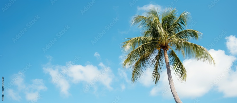 Poster a serene scene featuring a coconut palm tree set against a cloud-filled blue sky, creating a picture