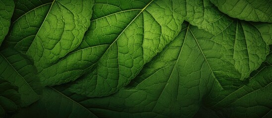 Obraz premium Background with the texture of a leaf, ideal for a 'copy space image.'