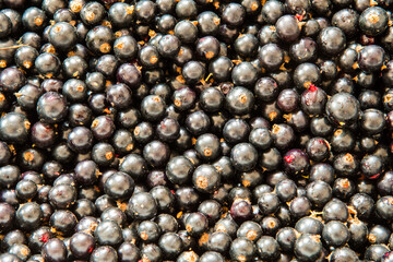 a box full of fresh blackcurrants, full of vitamins