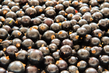 a box full of fresh blackcurrants, full of vitamins