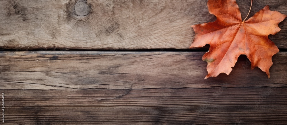 Aufkleber fallen leaf on a rustic wooden surface with a blank area for a picture (copy space image).