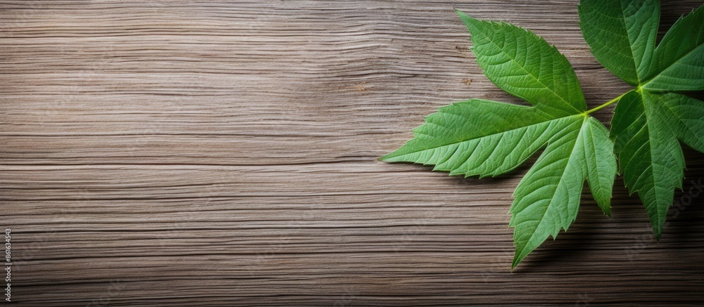 Aufkleber Sugar tree green leaf seen from above with a wooden surface underneath - great for copy space image.