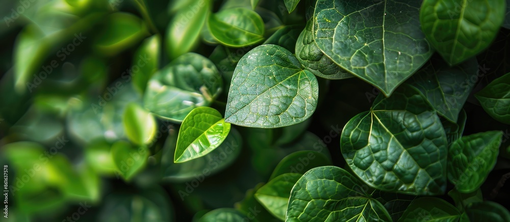 Poster scenic green leaves on a verdant backdrop in a garden setting with copy space image amongst lush gre