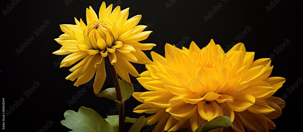 Poster a beautiful flower in vibrant yellow color with copy space image available.