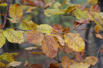 Room with balcony may have wooden fixtures, flooring, and stained hardwood door