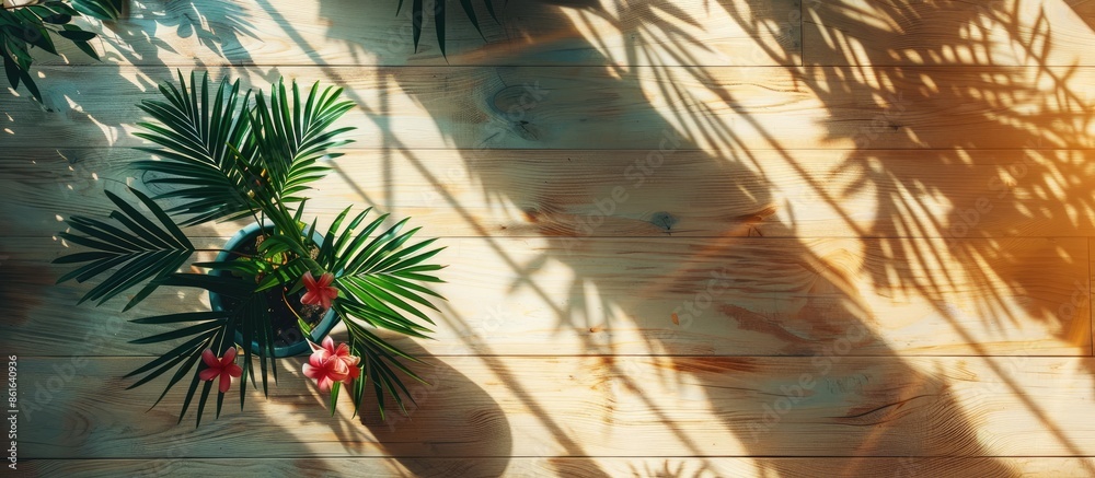 Fototapete hamedorea flower stand on wooden floor in sunlight with shadow from leaves. green palm tree branches