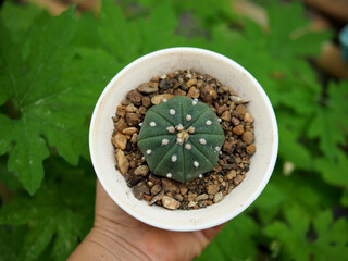 small cactus in house pot decorate house and garden 