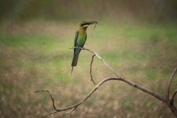 Blue-tailed Bee-eater (Merops Philippinus),it is predominantly green; its face has a narrow blue patch with a black eye stripe, and a yellow and brown throat; the tail is blue and the beak is black. 