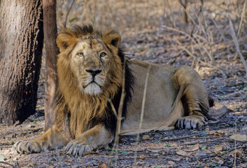 Asiatic lion