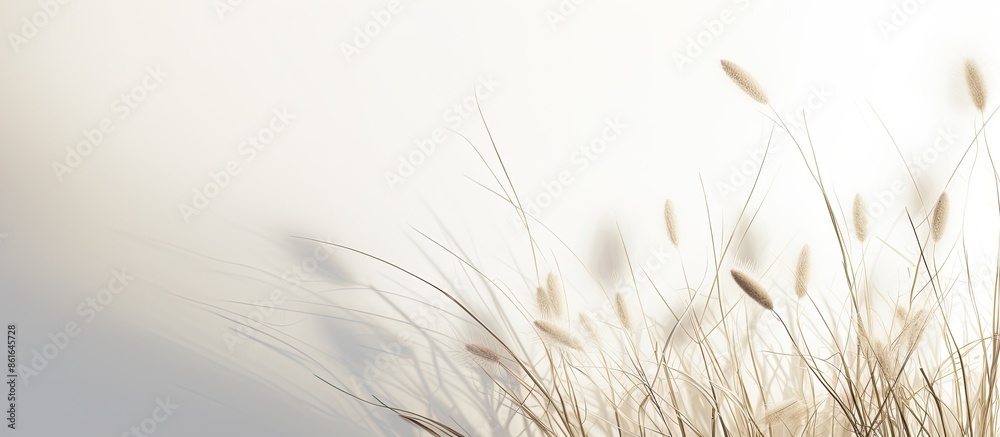 Leinwandbilder Delicate grass shadows on a white wall create an abstract neutral nature background with a blurred, overlay effect suitable for adding text on this copy space image.