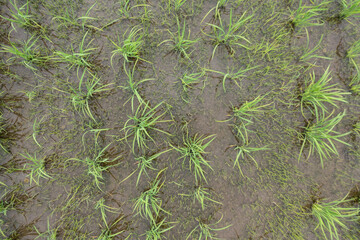 ドローン画像：太陽に照らされた田んぼの風景	
