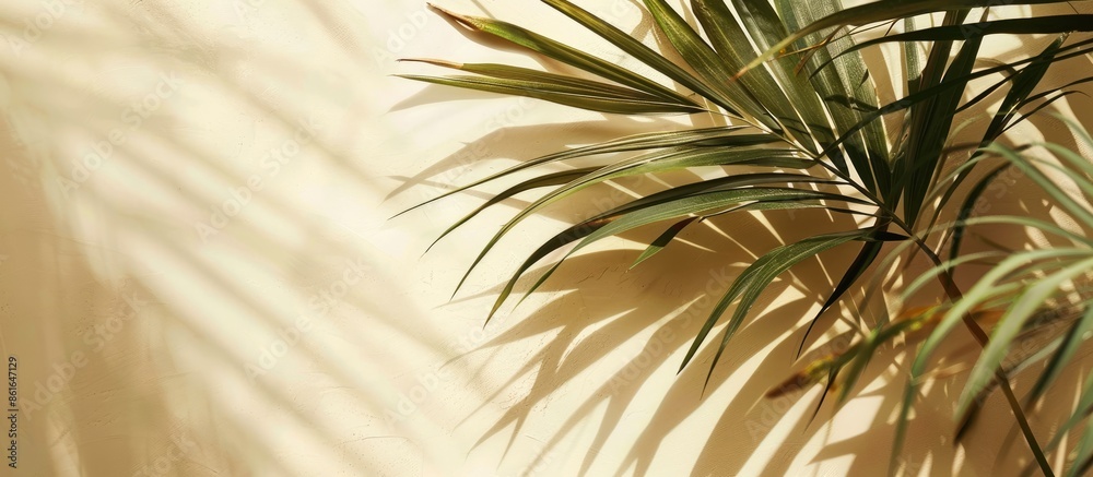 Poster copy space image of monochrome summer mockup featuring palm leaves on a beige backdrop, illuminated 