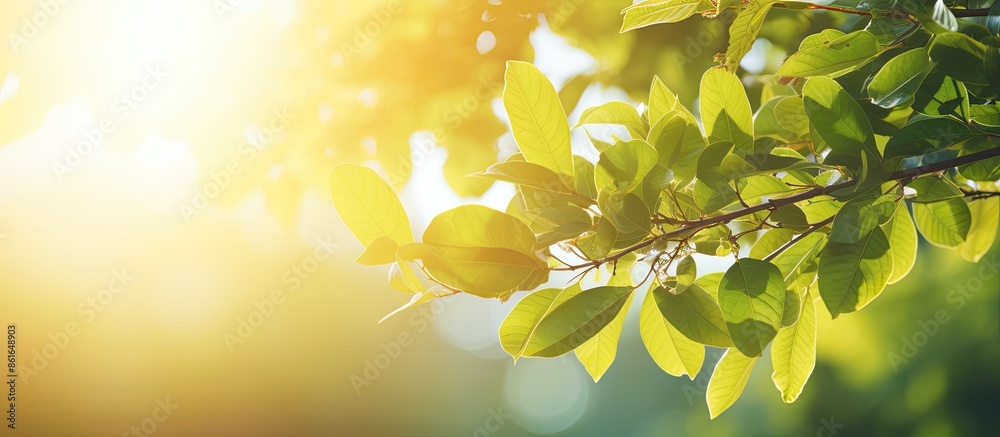 Poster A background featuring blurred foliage and summer sunlight, ideal for text or advertisements with plenty of copy space image.