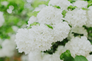 Beautiful branch with white flowers of Viburnum Boule de Neige Roseum in a spring garden.