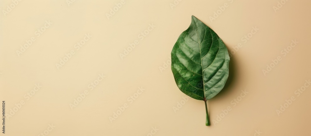 Aufkleber An isolated green leaf sits against a soft pastel background with space for text or design, perfect for a flat lay composition viewed from the top. with copy space image