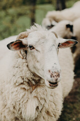 Cute sheep grazing on the mountainside, Montenegro.