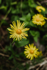 Beautiful yellow flowers Doronicum in a mountain forest.