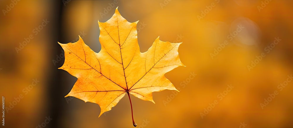 Wall mural close-up of a yellow maple leaf in autumn with ample copy space image.