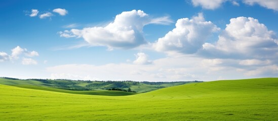 Fototapeta premium Sunny field landscape with lush green grass, offering a serene view with copy space image.