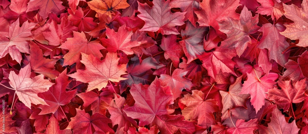 Aufkleber ideal for fall-themed designs, a stunning pattern of red autumn leaves provides the perfect backdrop