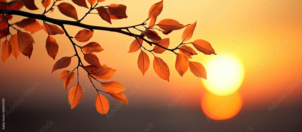 Aufkleber silhouette of a branch and leaves against the sunset with ample copy space image.