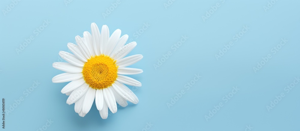 Aufkleber Top view of a single chamomile flower with copy space image.