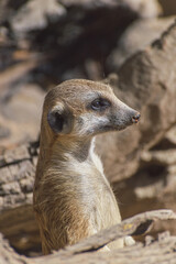 A cute meerkat poses for the camera on a sunny day.