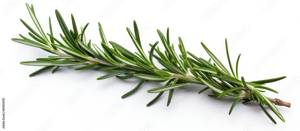 Aufkleber rosemary twig on white backdrop with copy space image.