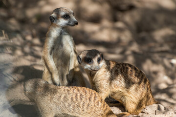 A cute couple of meerkats poses for the camera on a sunny day.