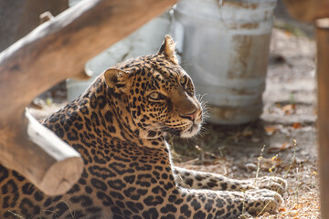 A majestic jaguar lies and looks at the camera on a sunny day.
