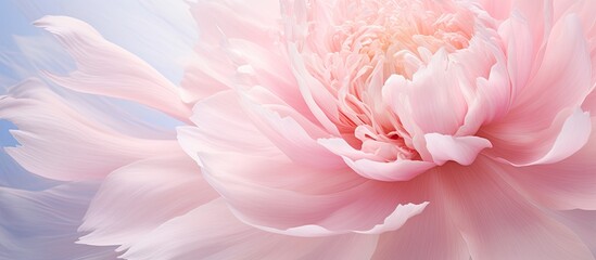 Macro shot of a pink peony flower in bloom with ample copy space image.