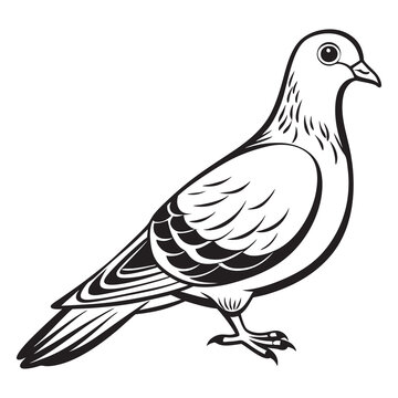 recommend clip art: pigeon dove isolated on white silhouette 