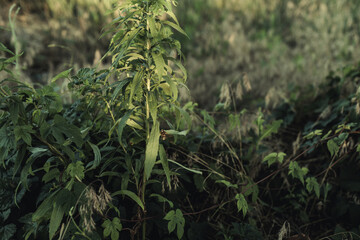 green grass in a field, near which a large wild wasp is circling