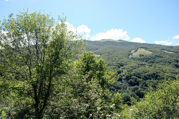 Obraz premium On the hillside, trees and grass grow, framed by distant mountains. The scene includes the sky, clouds, and a natural landscape of terrestrial plants Abruzzo national park