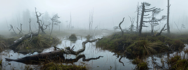 A mystical fog-shrouded bog, with twisted trees and eerie, mist-covered pools, creating an otherworldly and haunting landscape
