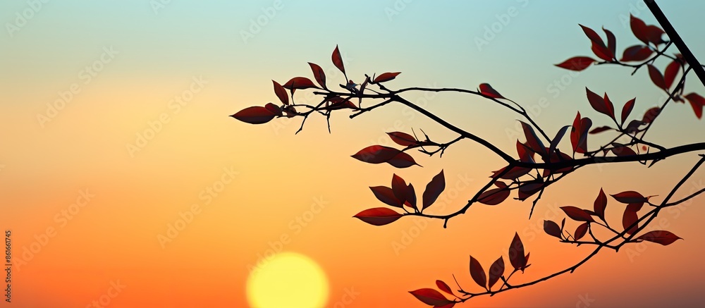 Aufkleber silhouette of a branch and leaves against the sunset with ample copy space image.