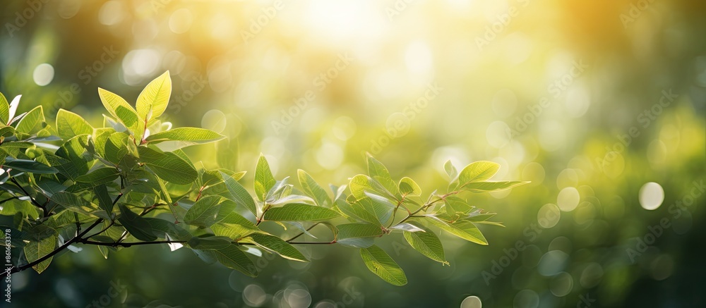 Poster Use a backdrop featuring blurred foliage and sunlight, ideal for text or ads with copy space image.
