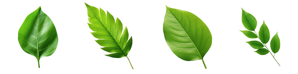 Collection of real fresh green leave isolated on transparent or white background