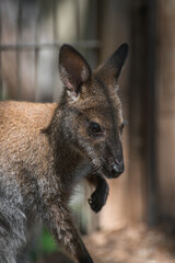 Photo of a wallaby kangaroo at the Almaty Zoo, Kazakhstan.