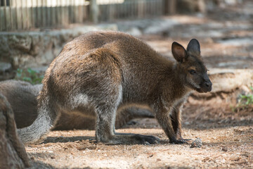 Naklejka premium Photo of a wallaby kangaroo at the Almaty Zoo, Kazakhstan.
